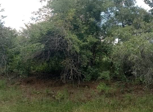 Fortunes Gate Geocapital